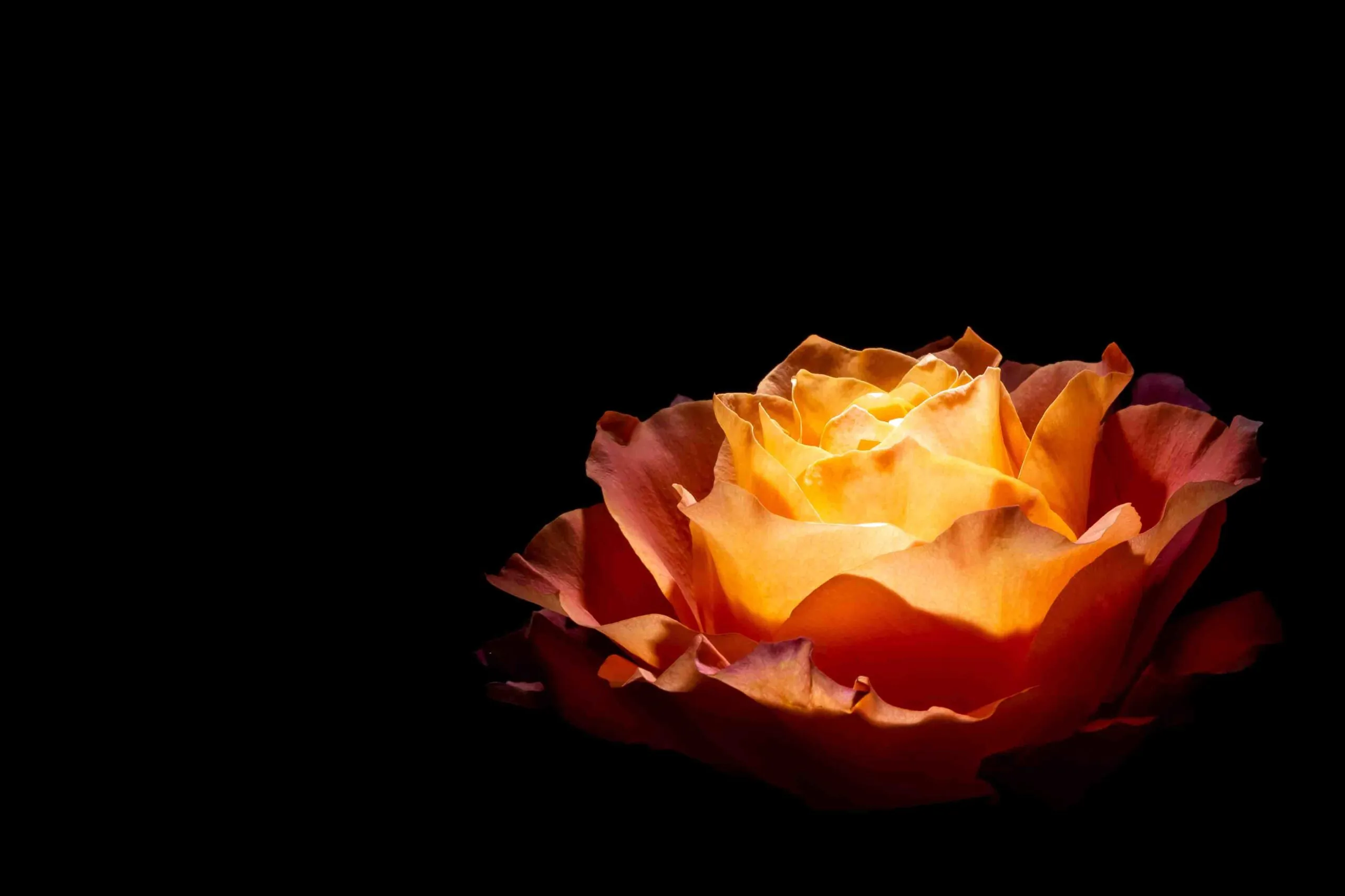 Share your work PattiVerse artist