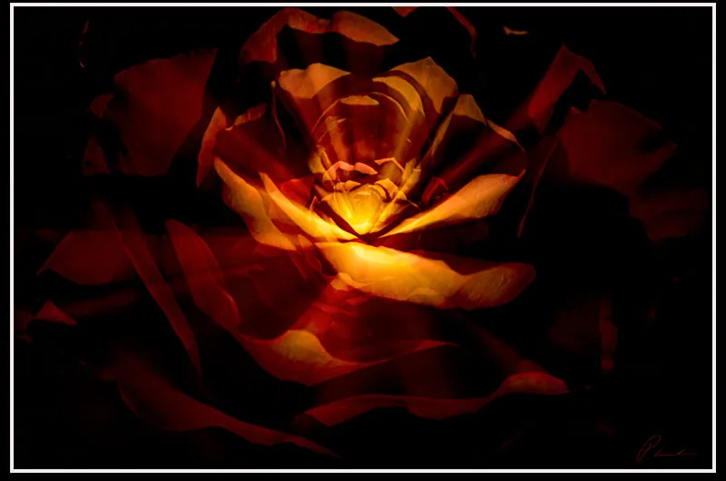 Fine Art flower photography calgary