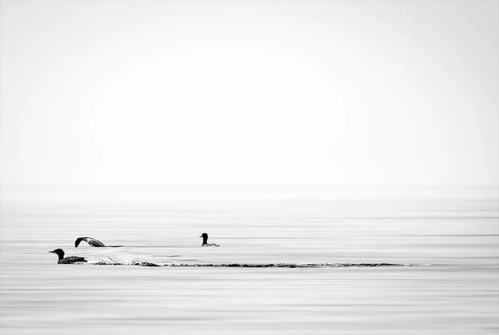 Creative photography fine art nature ducks