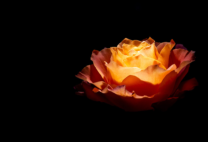 Fine art photography flower light painting