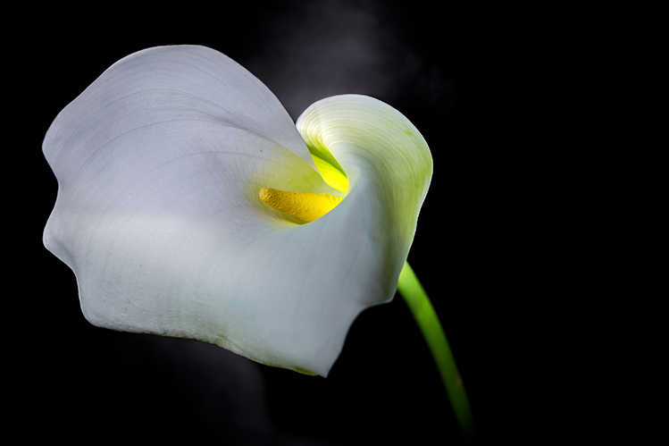 Flower Photography Fine Art Lily