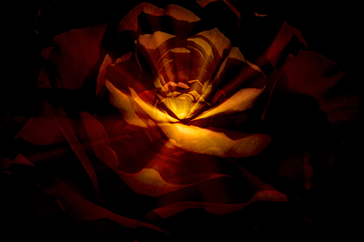 Fine art photography for sale flowers