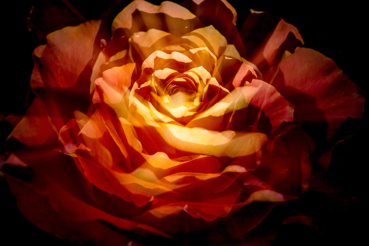 Fine art rose flower photography