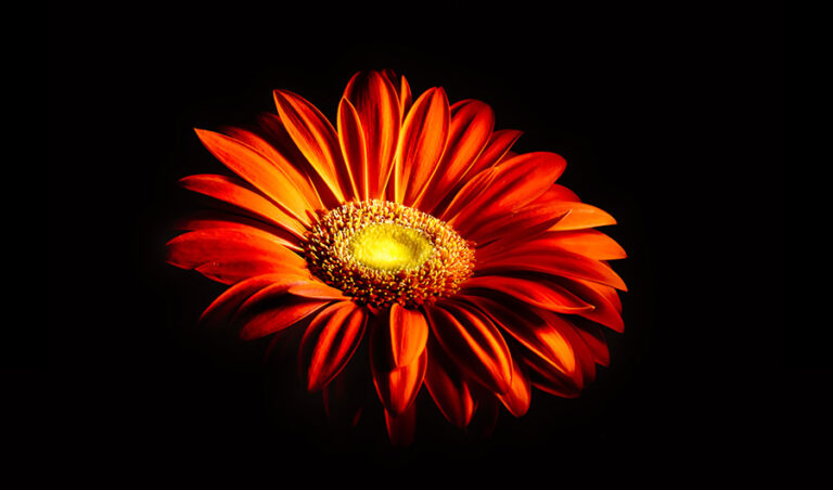 Spiritual Meaning of Light Calgary photography