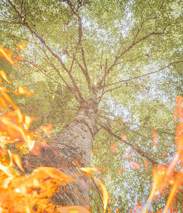 Stewardship-of-Creation